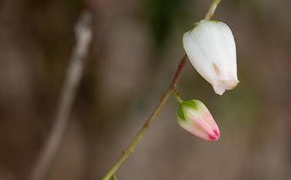  冬の草花の写真
